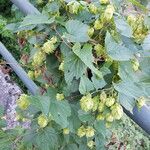 Humulus lupulus Плод