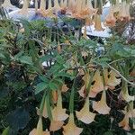 Brugmansia versicolor Kvet