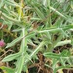 Cirsium eriophorum Feuille