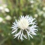 Centaurea stoebe Fleur