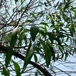 Acacia auriculiformis Blad