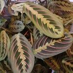 Maranta leuconeura Leht