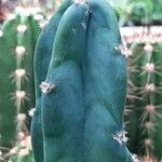 Cereus jamacaru Φύλλο