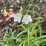 Campanula persicifoliaFlor