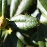 Rhododendron fulvum Hoja