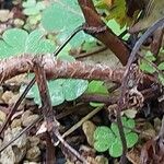 Pelargonium exhibens Bark