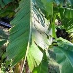 Musa basjoo ഇല