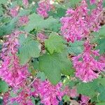 Ribes sanguineum Flor