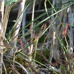 Drosera binata Leaf