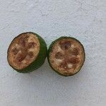 Feijoa sellowiana ഫലം