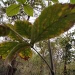 Bursera grandifolia Ліст