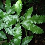 Bolbitis auriculata Leaf