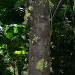 Syzygium cormiflorum Bark