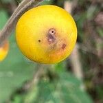 Solanum viarum Fruit