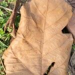 Pterospermum acerifolium Leaf