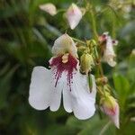 Impatiens tinctoria Цвят
