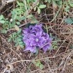 Mandragora officinarum Квітка
