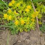 Sanicula arctopoides Flor
