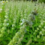 Ocimum americanum Flor