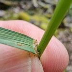 Festuca heterophylla برگ