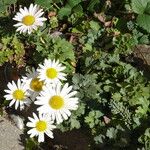 Chrysanthemum arcticum Habitat