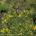 Genista stenopetala 形態