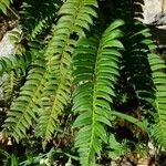 Polystichum lonchitis Foglia