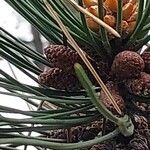 Pinus ponderosa Fruit