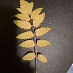 Sorbaria sorbifoliaYaprak