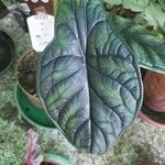 Alocasia baginda Лист