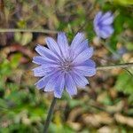 Cichorium endiviaÕis