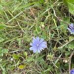 Cichorium endiviaFlower