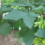 Acer davidii পাতা