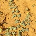 Citrullus colocynthis Hoja