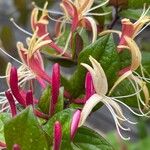 Lonicera caprifolium Квітка