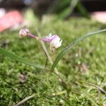 Polystachya bipoda Flor