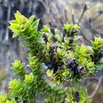 Monticalia flosfragrans Frunză