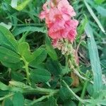 Indigofera spicata Λουλούδι