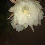 Epiphyllum oxypetalumBlomst