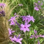 Tulbaghia violacea 花