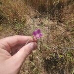 Clarkia purpurea Žiedas