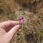 Clarkia purpurea Virág