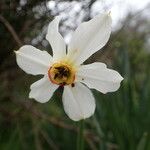 Narcissus poeticus പുഷ്പം
