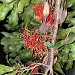 Stenocarpus sinuatus Kvet