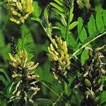 Astragalus cicer പുഷ്പം