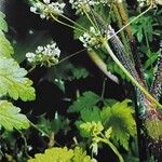 Chaerophyllum temulum Flower