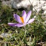 Crocus corsicus Flower