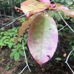 Oxydendrum arboreum Leaf