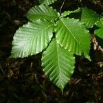 Fagus grandifolia Hoja