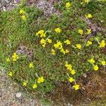 Saxifraga juniperifolia Habit